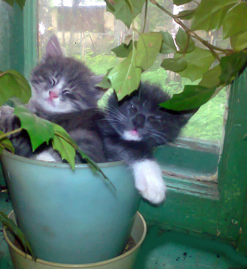 Котоплюс Котоплюс