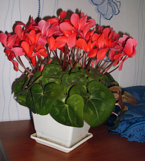 Цикламен Цикламен