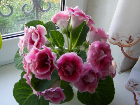 Глоксиния, Людмила К. Глоксиния, Людмила К.