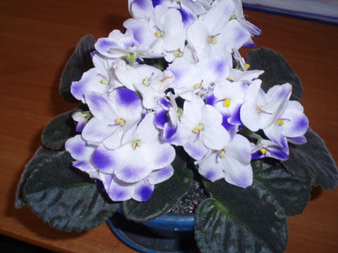 Мои любимые сенполии Мои любимые сенполии