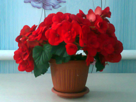 Бегония, Марина М. Бегония, Марина М.