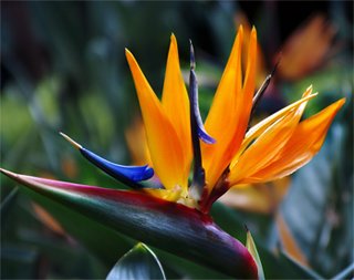 Strelitzia Цветок стрелиции
