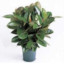 фикус фикус