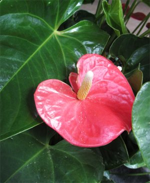 Anthurium Антуриум