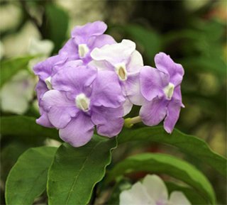 Brunfelsia Брунфельсия