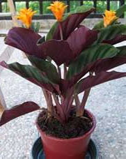 Калатея шафранная (Calathea crocata)