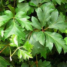 Циссус ромболистный (Cissus rhombifolia) Циссус ромболистный (Cissus rhombifolia)