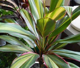 Cordyline terminalis Кордилина верхушечная