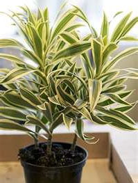 Драцена отогнутая (Dracаеna reflexa) Драцена отогнутая (Dracаеna reflexa)