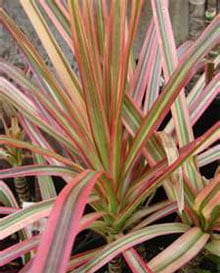Драцена окаймленная, сорт Colorama (Dracaena мarginata Colorama) Драцена окаймленная, сорт Colorama (Dracaena мarginata Colorama)