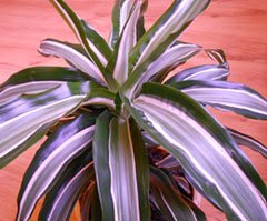 Dracaena deremensis bausei Драцена деремская