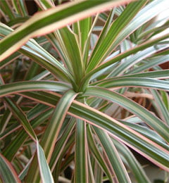 Dracaena marginata Драцена окаймлённая