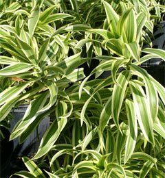 Dracaena reflexa Драцена отогнутая