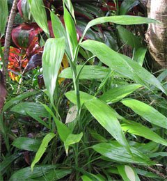 Dracaena sanderiana Драцена Сандера
