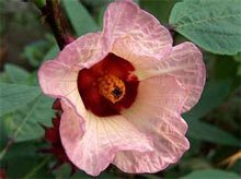Гибискус сабдарифа (Hibiscus sabdariffa) Гибискус сабдарифа (Hibiscus sabdariffa)