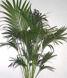 Ховея Бельмора (Howea belmoreana)