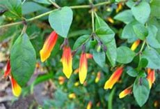 Юстиция малоцветковая (Justicia pauciflora) Юстиция малоцветковая (Justicia pauciflora)
