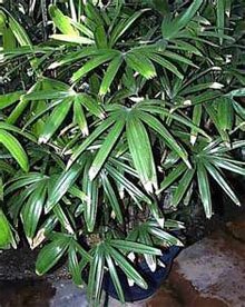 Рапис высокий (Rhapis excelsa) Рапис высокий (Rhapis excelsa)