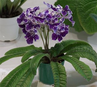 Streptocarpus Стрептокарпус