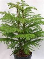 Араукария разнолистная (araucaria heterophylla)