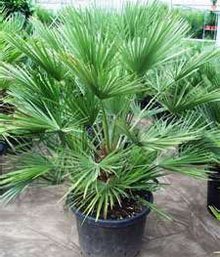 Хамеропс приземистый (Сhamaerops humilis)