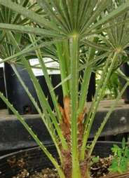 Хамеропс приземистый (Сhamaerops humilis) Хамеропс приземистый (Сhamaerops humilis)