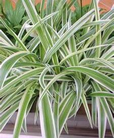 Хлорофитум хохлатый (Сhlorophytum comosum variegatum)