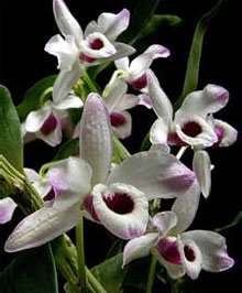 Дендробиум (dendrobium nobile)