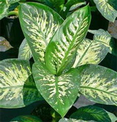 Диффенбахия прелестная (Dieffenbachia amoena Tropic Snow)