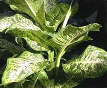 Диффенбахия Баузе (Dieffenbachia bausei) Диффенбахия Баузе (Dieffenbachia bausei)