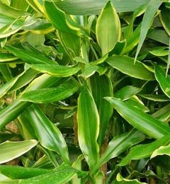 Dracena fragrans Драцена душистая