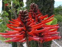 Эритрина коралловое дерево (erythrina coralloides) Эритрина коралловое дерево (erythrina coralloides)
