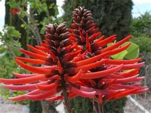 Эритрина коралловое дерево (erythrina coralloides)