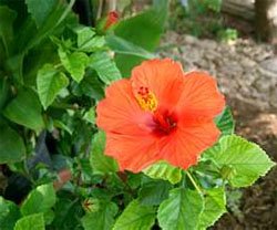 Гибискус китайская роза (Hibiscus rosa sinensis) Гибискус китайская роза (Hibiscus rosa sinensis)