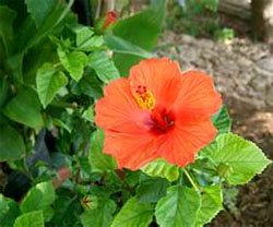 Гибискус китайская роза (Hibiscus rosa sinensis)