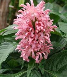 Якобиния телесная (Jacobinia carnea)