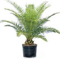 Финик канарский (phoenix canariensis) Финик канарский (phoenix canariensis)