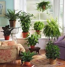 Комнатные декоративные растения