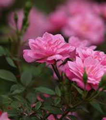 Роза китайская (Rosa chinensis minima) Роза китайская (Rosa chinensis minima)