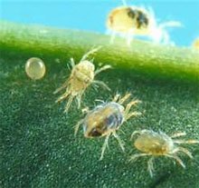 Паутинный клещ Паутинный клещ