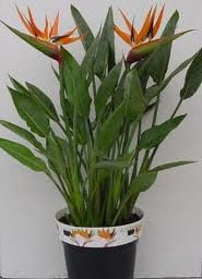 Стрелиция королевская (strelitzia reginaе) Стрелиция королевская (strelitzia reginaе)