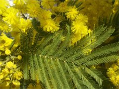 Акация серебристая (Acacia dealbata)