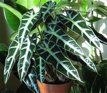 Алоказия амазонская (Alocasia amazonica) Алоказия амазонская (Alocasia amazonica)