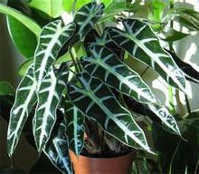 Алоказия амазонская (Alocasia amazonica)