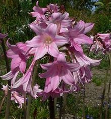 Амариллис красавица (Amaryllis belladonna) Амариллис красавица (Amaryllis belladonna)