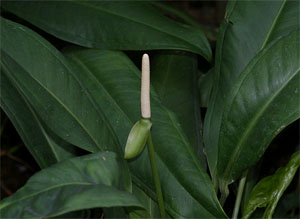 Anthúrium bákeri Антуриум Бейкера