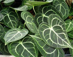Anthurium crystallinum Антуриум хрустальный