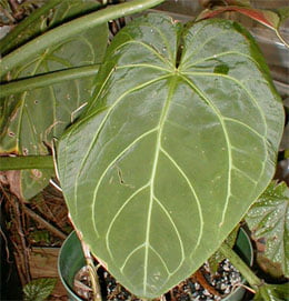 Anthúrium magnificum Антуриум отличный