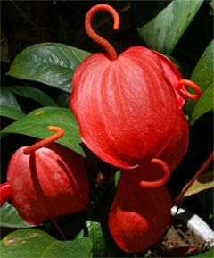 Anthúrium schérzerianum Антуриум Шерцера