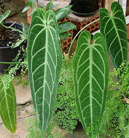 Anthúrium warocqueanum Антуриум Варока